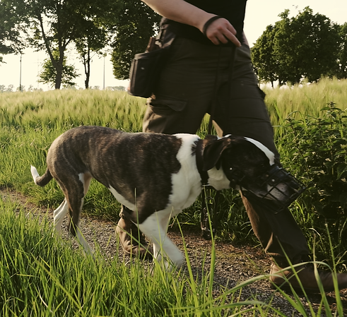 hund-mit-maulkorb-geht-mit-mensch.bmp