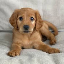 Happy Puppies 10.jpg