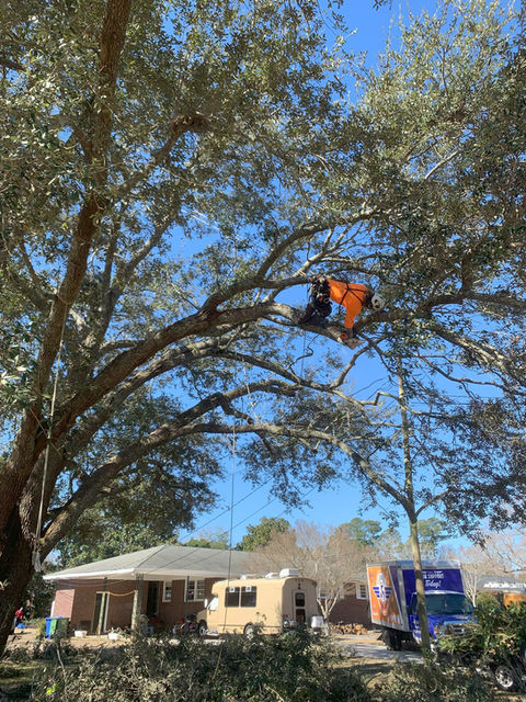 Certified arborist trimming large live oak tree in Wilmington NC yard
