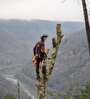 Tree climber removing a large oak tree with beautiful scenery around. Tree Service Wilmington, NC