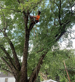 Tree climber trimming a large maple tree with lots of branches and leaves. Tree Service Wilmington, NC