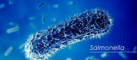 Noticia_Salmonella_600x263.jpg