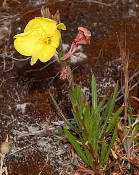 Evening Primrose 19D9296-10-27.jpg
