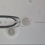 embryo snapshot_edited.jpg
