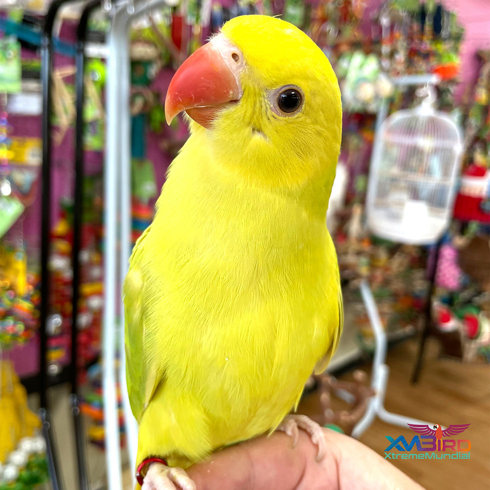 Thumbnail: Baby Pallid Indian Ringneck