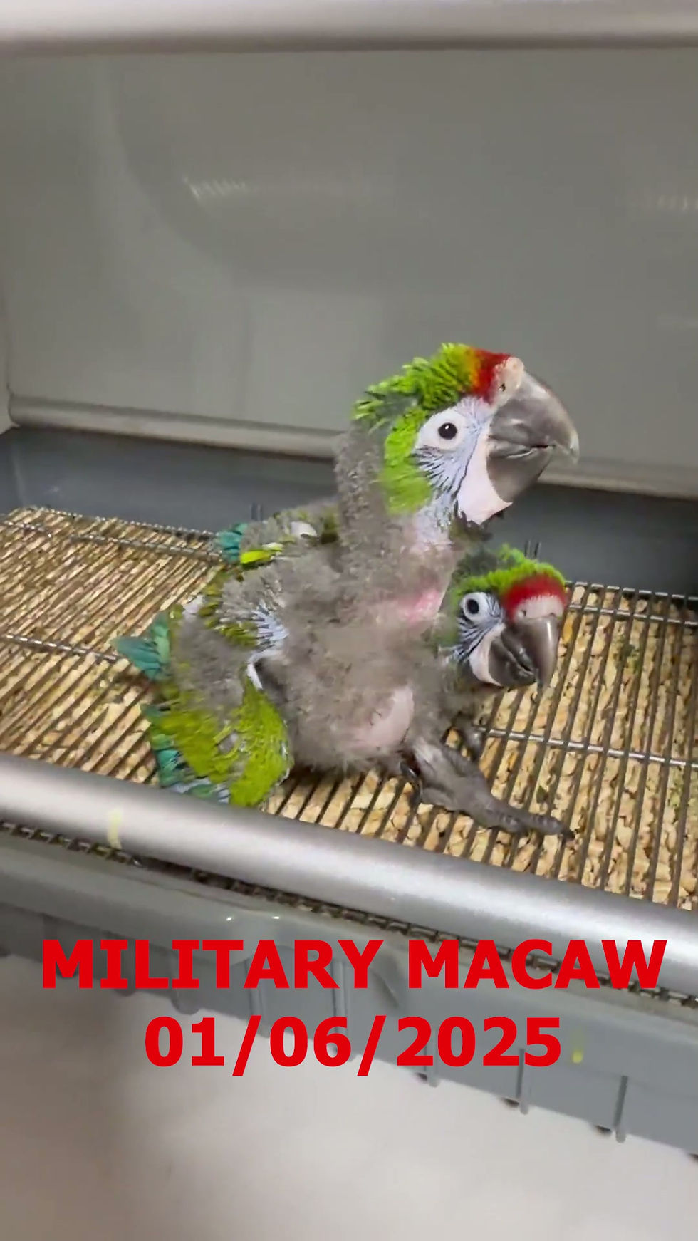 Thumbnail: Baby Military Macaw
