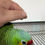 Thumbnail: Baby Red Lored Amazon