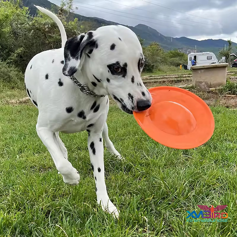 Thumbnail: HERO Ultra Play Flying Squeaks Disc