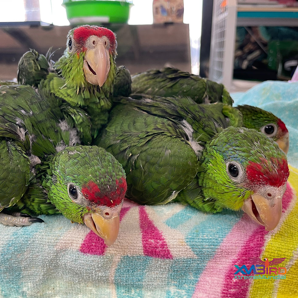 Thumbnail: Baby Red- Crowned Amazon