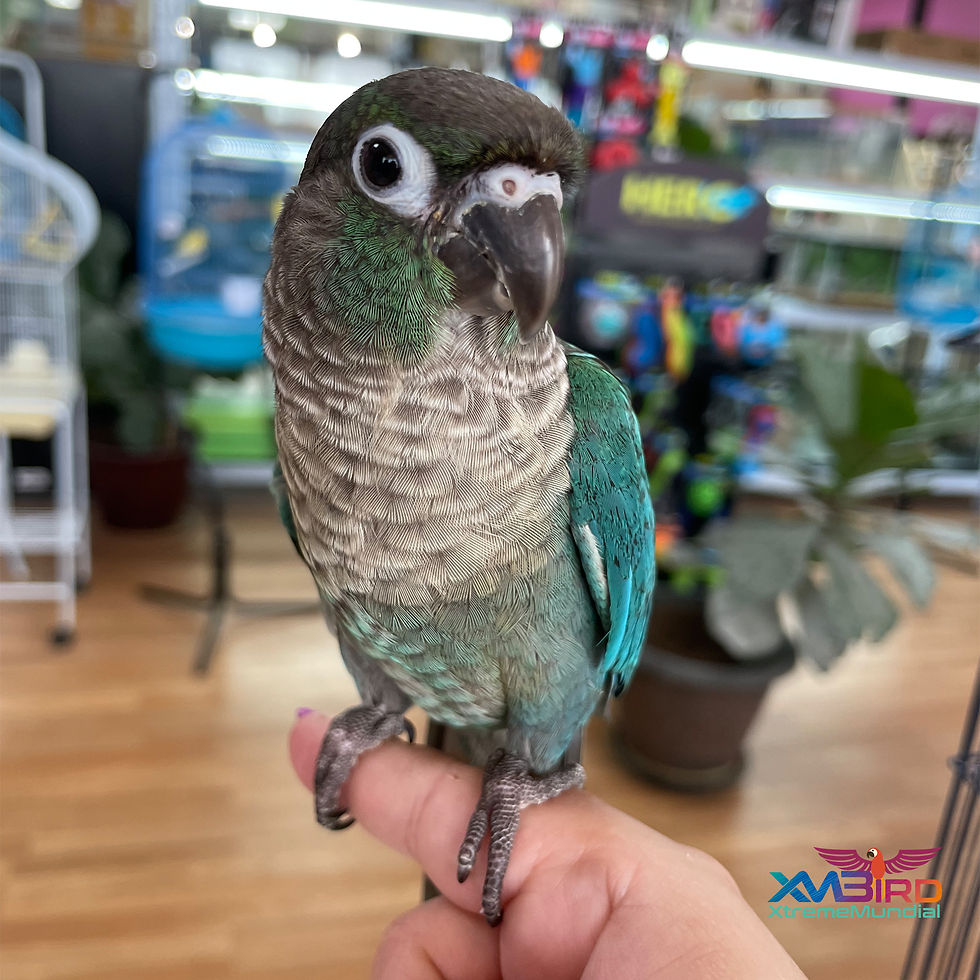 Thumbnail: Baby Turquoise Green Cheek Conure (Still in Formula)