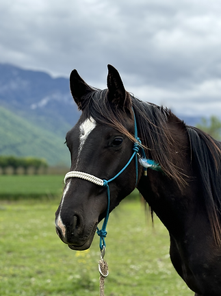 Nagazi, jeune cheval présent à la ferme.