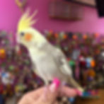 Thumbnail: Raffle Ticket – Cockatiel