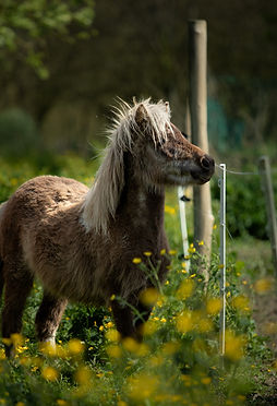 Myrtille, jeune ponette servant pour la médiation animal