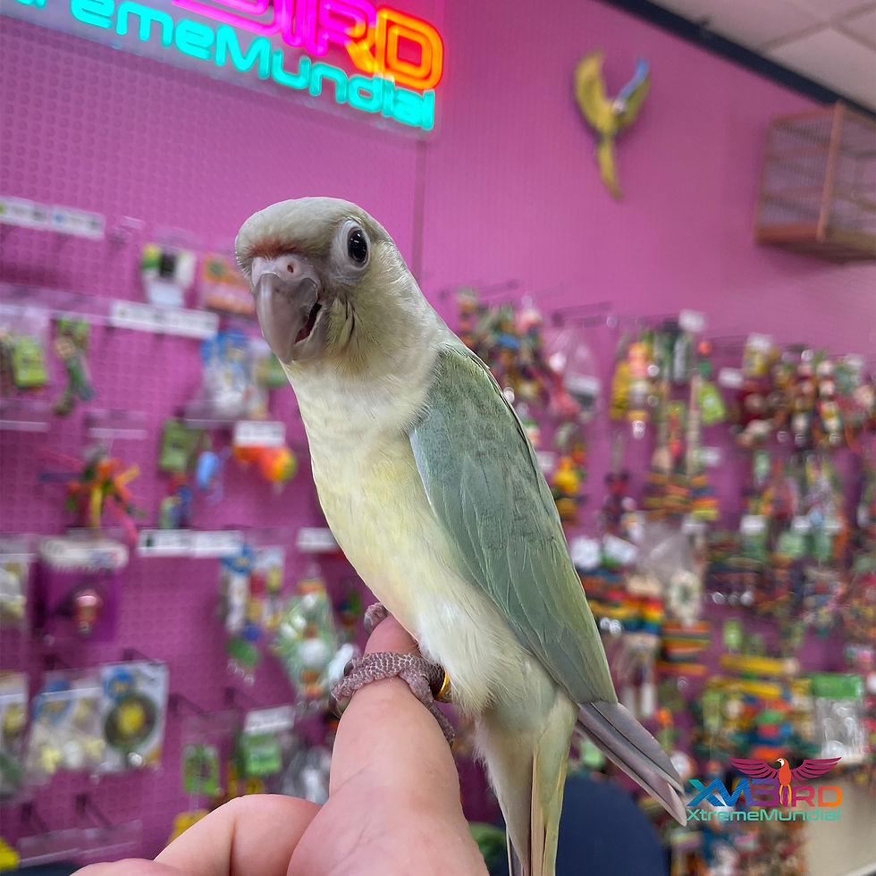 Thumbnail: Baby Opamint Green Cheek Conure