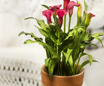 HomesteadGrowers_News