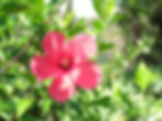Beautiful Gardens