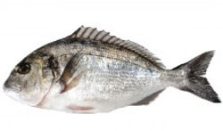 Sea Bream