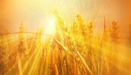 Gesundheit und Reinheit - Sternzeichen Jungfrau: Lichtheilungs-Abend 1. September