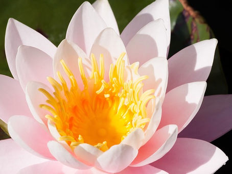 2020 - Neugeburt deines Lichtes Lichtheilungs-Abend 7. Februar