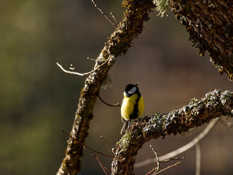 Observer les mésanges en Provence