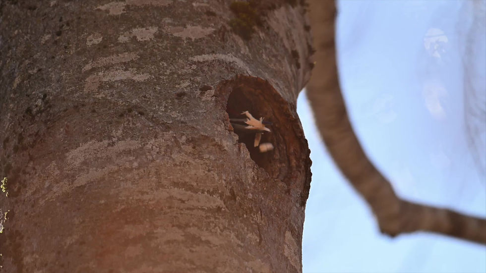 Avril 2024 : encore du Pic noir !