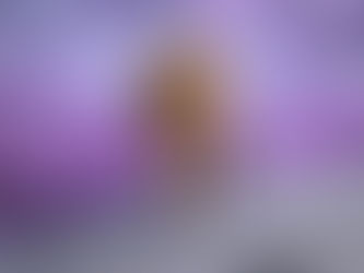 Renard semi domestique