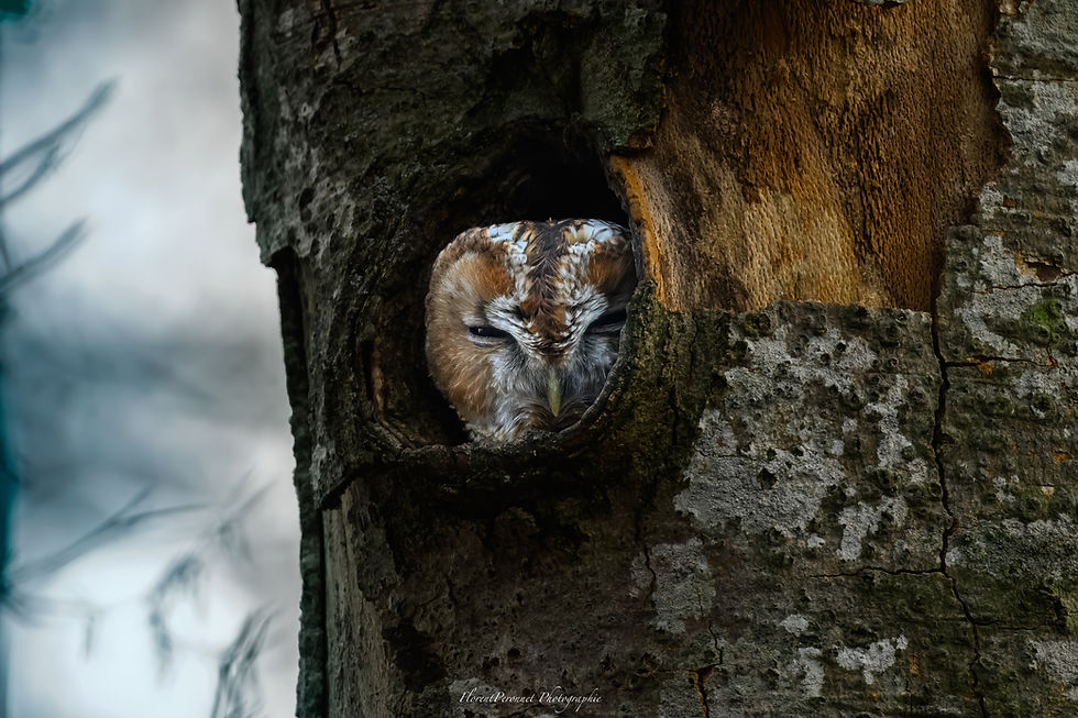 Chouette hulotte au Ventoux