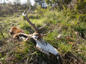 Biche vivante, Cerf mort