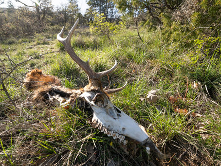 Biche vivante, Cerf mort