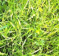 ביומסה נמוכה (1).jpg