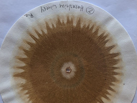 Soil chromatography