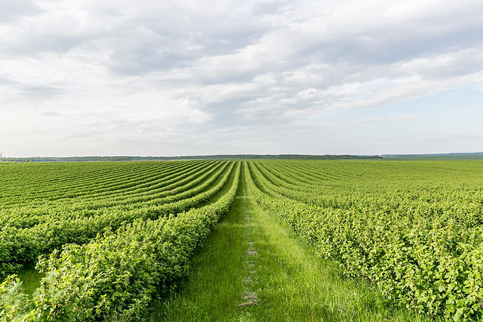 high-angle-farmland-view.jpg