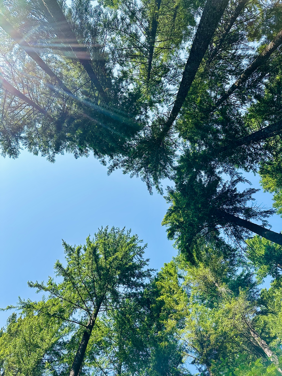 Summer Somatic Movement Series Begins This Week 🌿✨