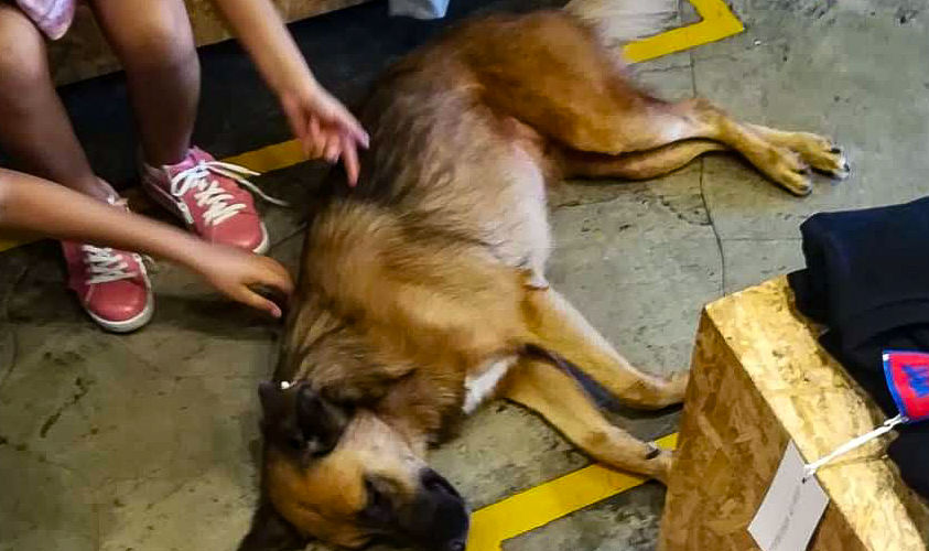 In Istanbul the locals have such a fond attachment for the strays they can even be seen sleeping on shop floors