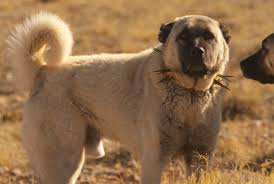 Anatolian shepherd (Turkey) with the traditional spiked collar. (Stock photo)