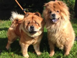 For adoption: Mini and Chico