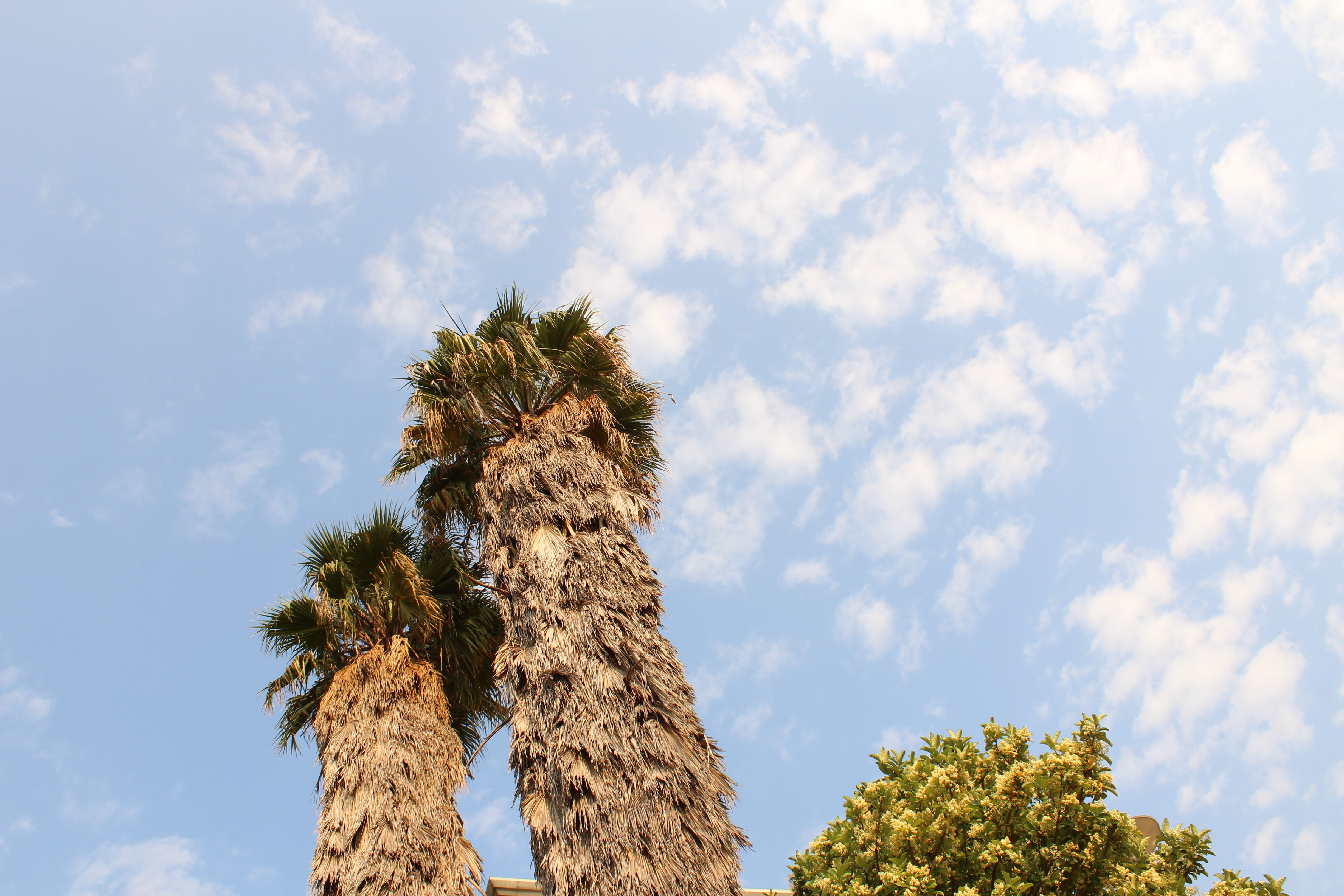 Blue Skies