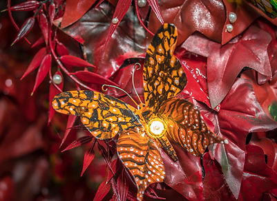 photos Dents 092.jpg