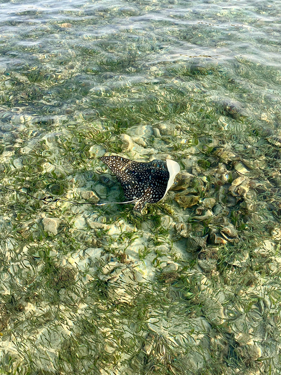 Spotted Eagle Ray