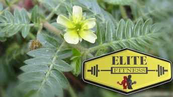 Tribulus Terrestris: o que é, seus benefícios, seu efeito e como usar!