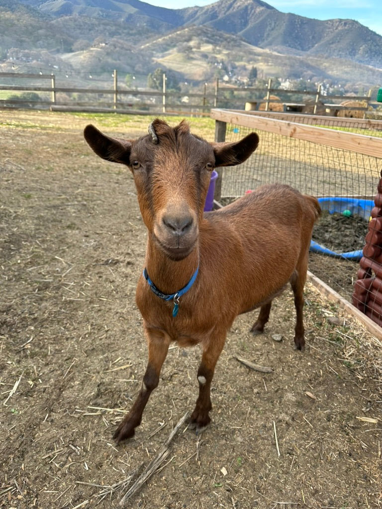 Goat Day