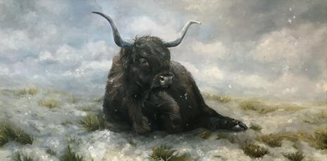 Rare black fur highland bull sitting in a snowy landscape surrounded with rolling clouds filling the sky.