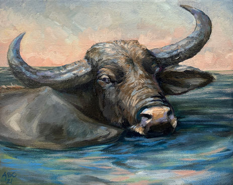 black water buffalo treading in water glancing behind with sunrise in background