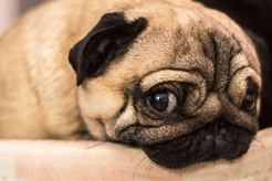 Quanto custa pra ter um cachorro?