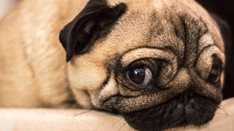 Quanto custa pra ter um cachorro?