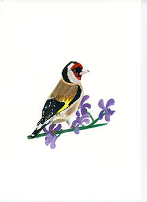 Goldfinch003.jpg