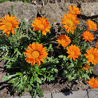 Kopie von Gazania rigens b.jpg