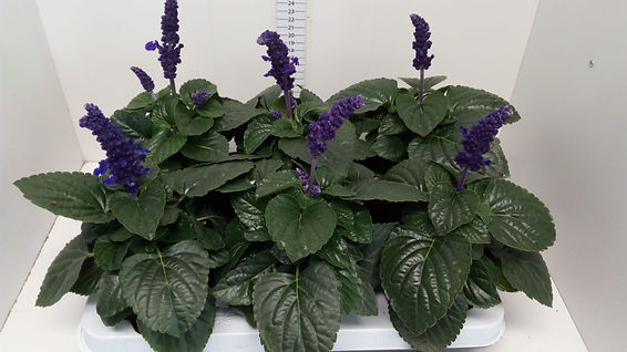 Salvia farinacea Mysty