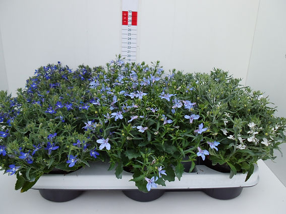 Lobelia erinus