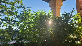 Cultivo sostenible: Un futuro más verde